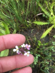 Triphysaria versicolor versicolor