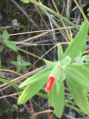 Salvia haenkei