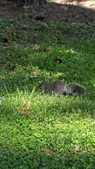 Sciurus carolinensis