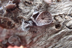 Resupinatus alboniger