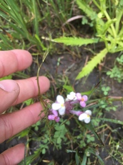 Triphysaria versicolor versicolor