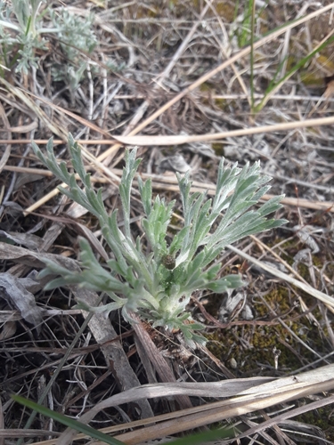 photo of Field Sagewort (Artemisia campestris)