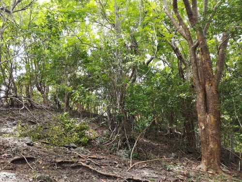 Commiphora arafy H.Perrier