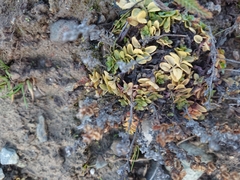 Veronica serpyllifolia serpyllifolia