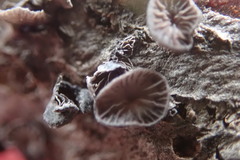 Resupinatus alboniger