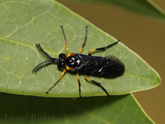 Adurgoa gonagra