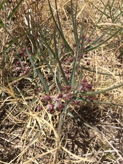 Asclepias brachystephana