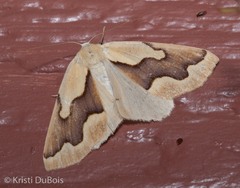 Sabulodes edwardsata