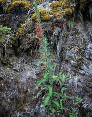 Lobelia laxiflora image