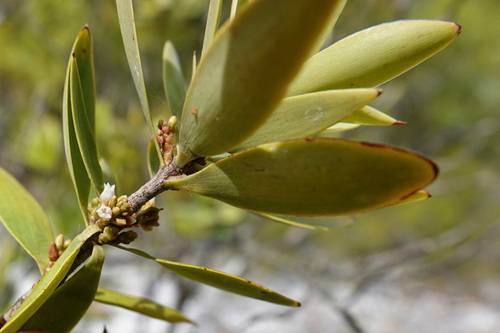 Styphelia cymbulae in life