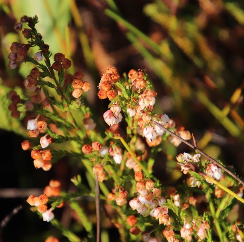 Image of Erica turbiniflora by (c) Tony Rebelo, some rights reserved (CC BY-SA)