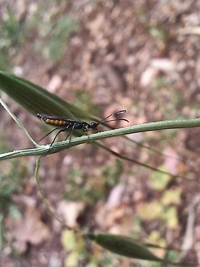 Black Grain Stem Sawfly