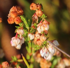 Erica capensis