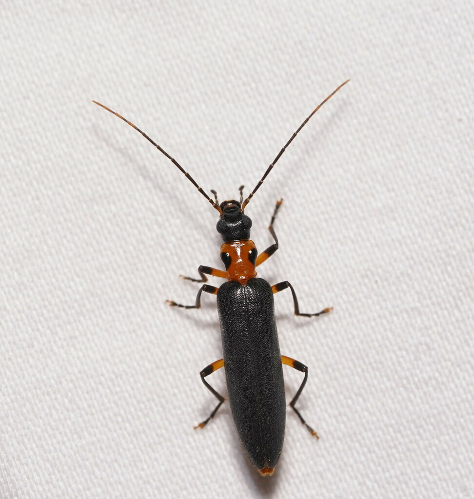 Copidita baldiensis