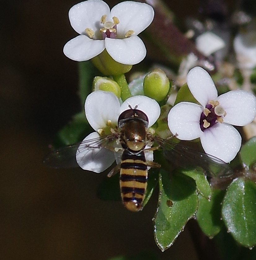 Toxomerus productus