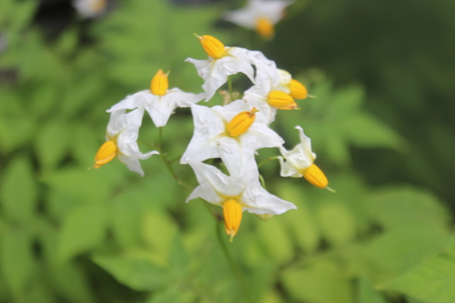 Image of Chaco Potato by (c) Joe Dillon, some rights reserved (CC BY)