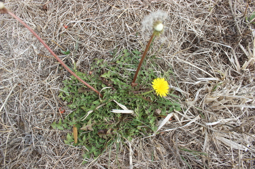 three-lobed dandelion (Taraxacum trilobatum)