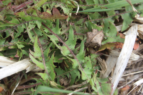 Image of Taraxacum trilobatum by (c) Joe Dillon, some rights reserved (CC BY)
