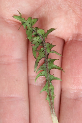 Image of Taraxacum trilobatum by (c) Joe Dillon, some rights reserved (CC BY)