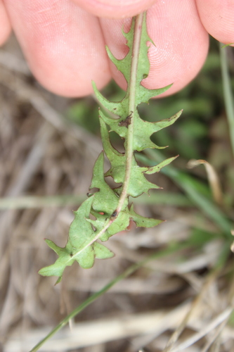 Image of Taraxacum trilobatum by (c) Joe Dillon, some rights reserved (CC BY)