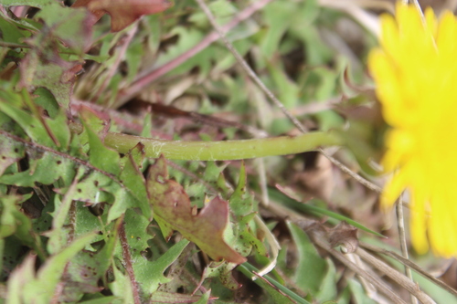 Image of Taraxacum trilobatum by (c) Joe Dillon, some rights reserved (CC BY)