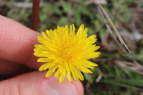 Image of Taraxacum trilobatum by (c) Joe Dillon, some rights reserved (CC BY)