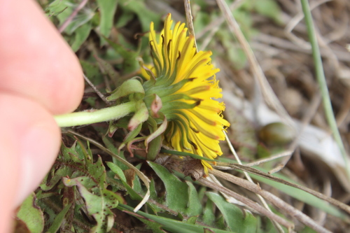 Image of Taraxacum trilobatum by (c) Joe Dillon, some rights reserved (CC BY)