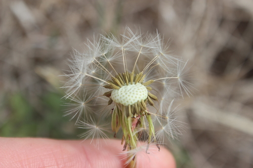 Image of Taraxacum trilobatum by (c) Joe Dillon, some rights reserved (CC BY)