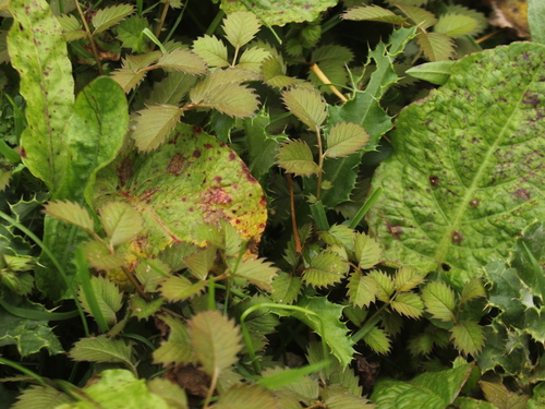 Image of Argentina anserinoides by (c) Joe Dillon, some rights reserved (CC BY)