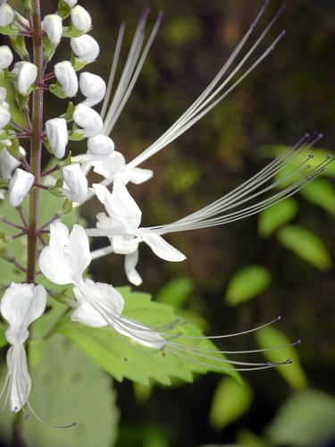Image of Orthosiphon aristatus by (c) Kai Squires, some rights reserved (CC BY)