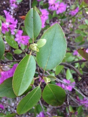 Rhododendron ponticum