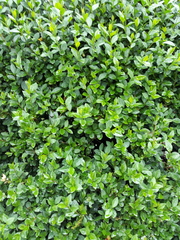 Ligustrum ovalifolium