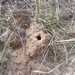 photo of Ants (Formicidae)