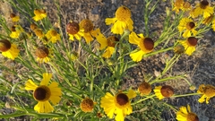 Helenium mexicanum