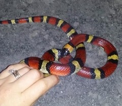 Lampropeltis annulata