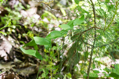 Polygonatum biflorum biflorum
