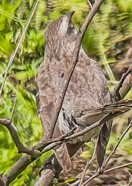 Mimus longicaudatus image