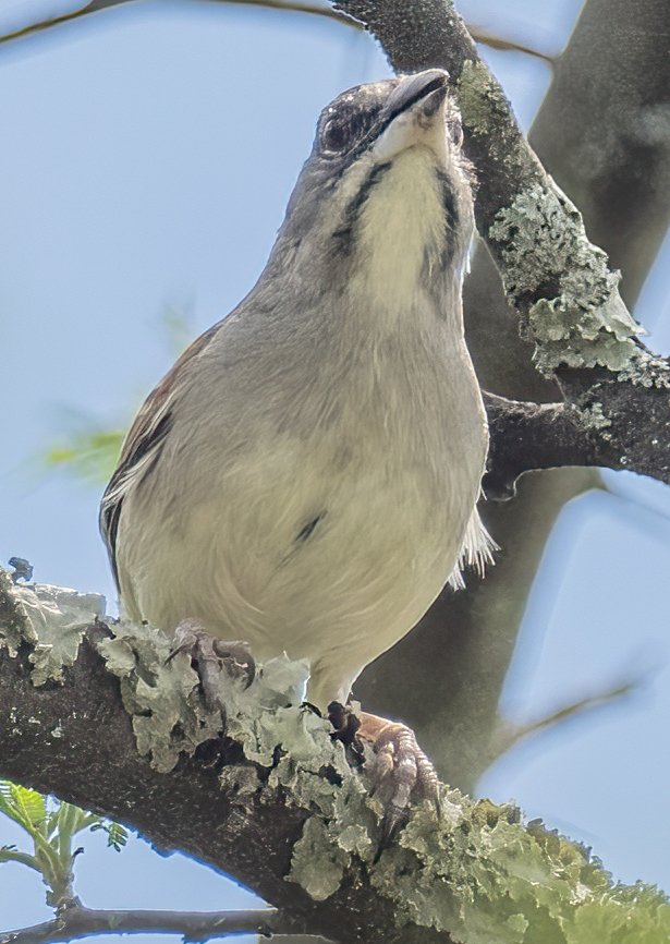 Passerellidae image