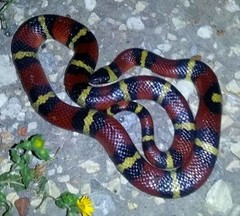 Lampropeltis annulata