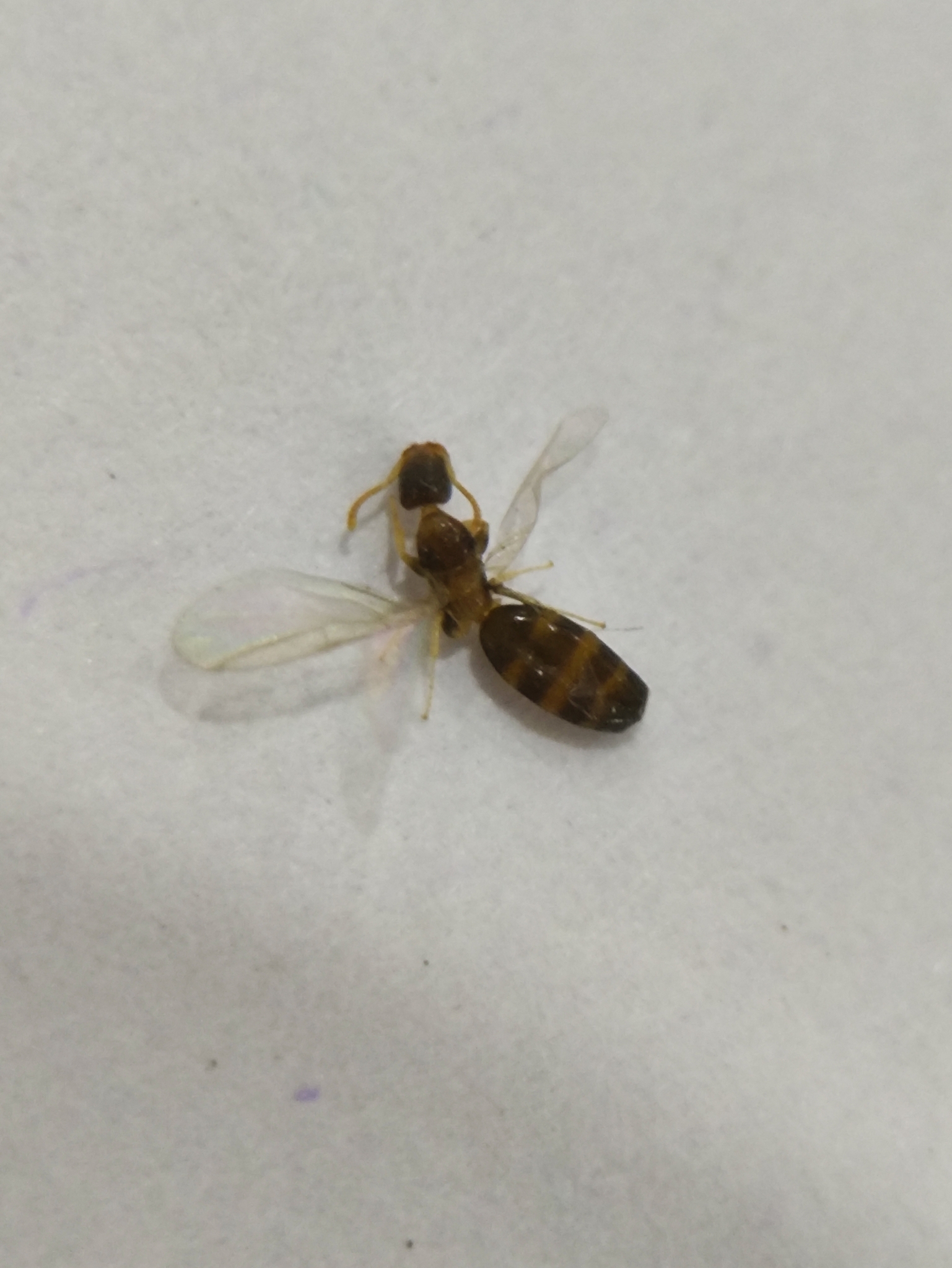 Tapinoma annandalei