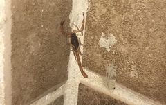 Centruroides ochraceus