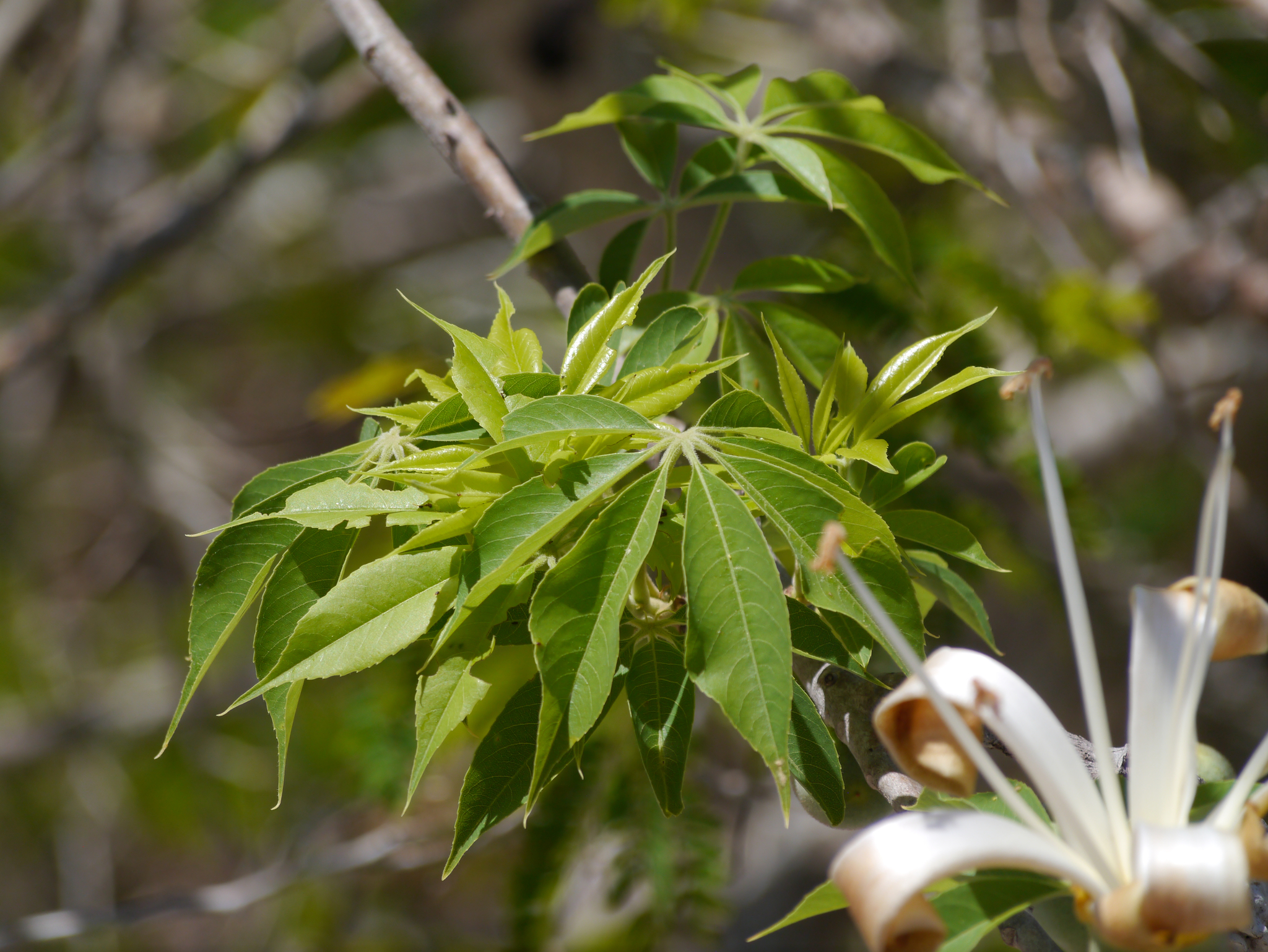 Pochote (Ceiba aesculifolia) · iNaturalist