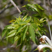 Ceiba aesculifolia - Photo (c) Matt Muir, μερικά δικαιώματα διατηρούνται (CC BY), uploaded by Matt Muir
