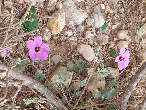 Erodium guttatum