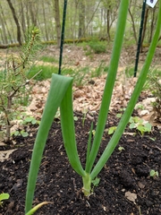 Allium proliferum