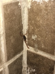 Centruroides ochraceus