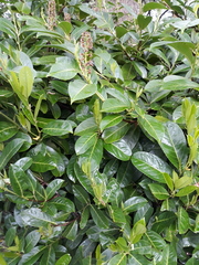 Prunus laurocerasus