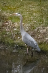 Ardea herodias herodias