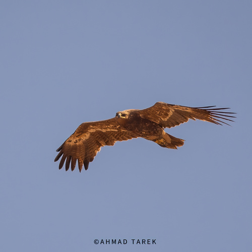 Steppe Eagle
