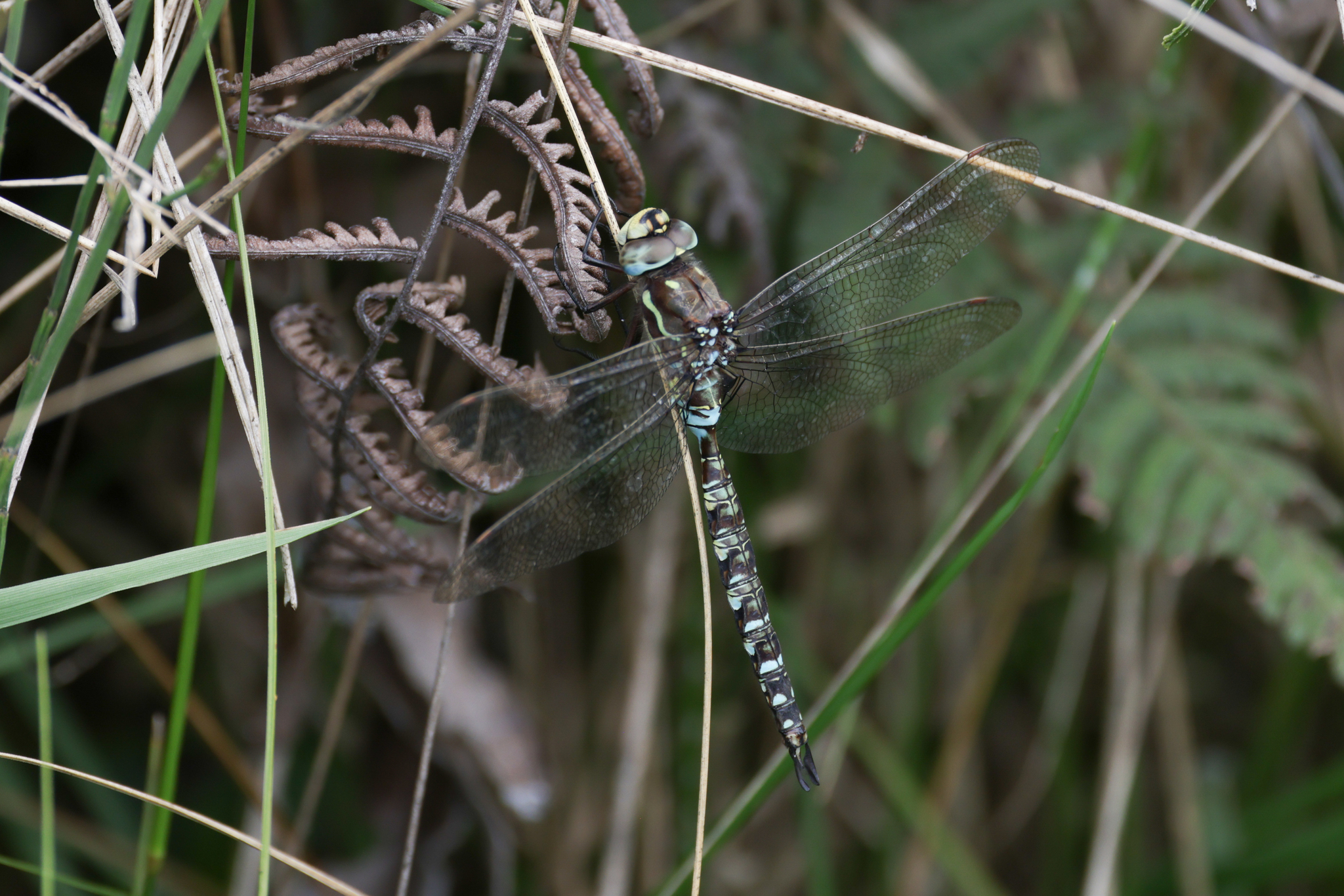 Rhionaeschna marchali image